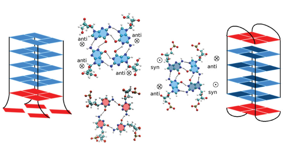 G-quadruplexes in hexanucleotide repeat expansion diseases.