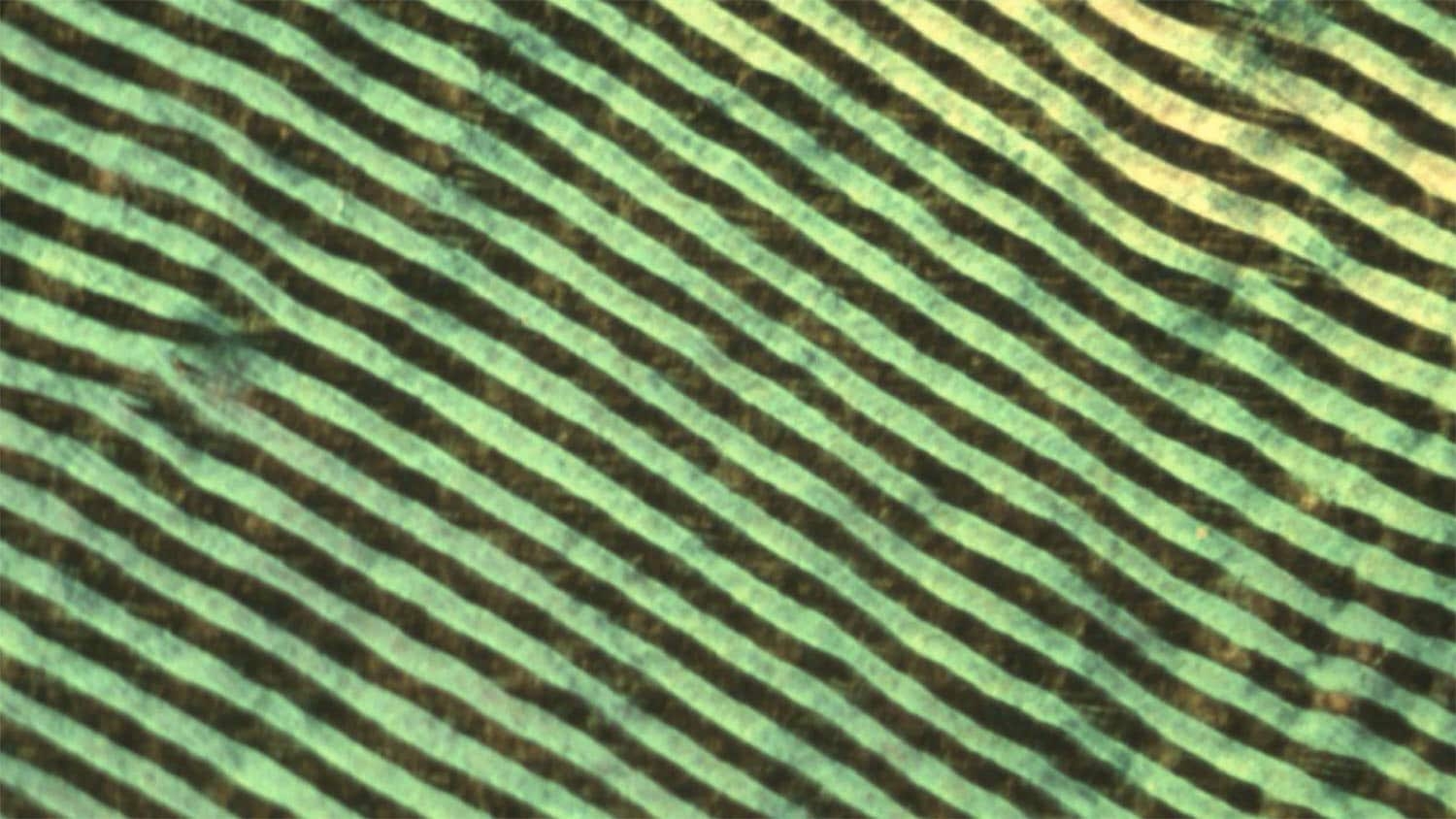 polymer